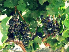Grapes in the Concha y Toro vineyard just south of Santiago, Chile